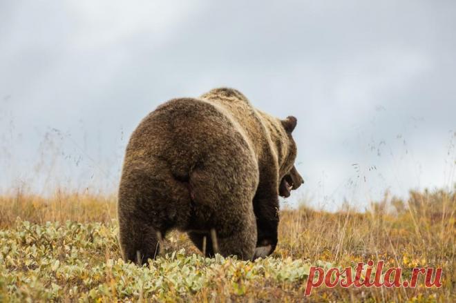 Почему у медведя короткий хвост: объяснения ученых и фольклорные версии / Флора и фауна / iXBT Live