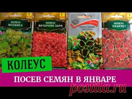 Как лучше посеять колеус? Много сортов колеуса