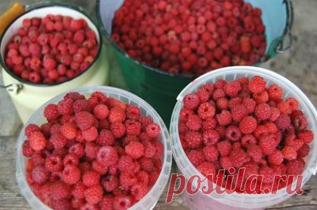 Вкусное варенье из малины. Замороженная малина на зиму. - пошаговый рецепт с фото