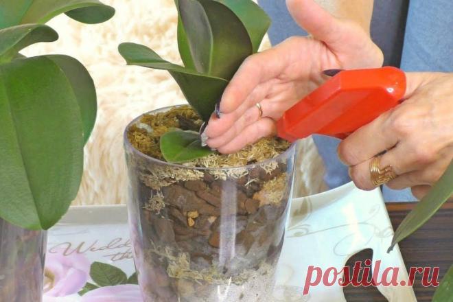 Как спасти орхидею, купленную в магазине с уценкой — SamantaWay