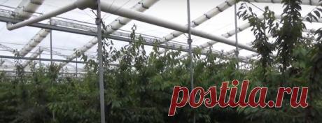 Вишня под крышей «Под крышей деревья меньше подвержены воздействию ветра и изменениям температуры, и листья не так сильно повреждаются, как на открытой местности. Это позволяет деревьям вкладывать больше энергии в урожай, чем в собственное выживание и сопротивление погодным неурядицам. Более здоровое...