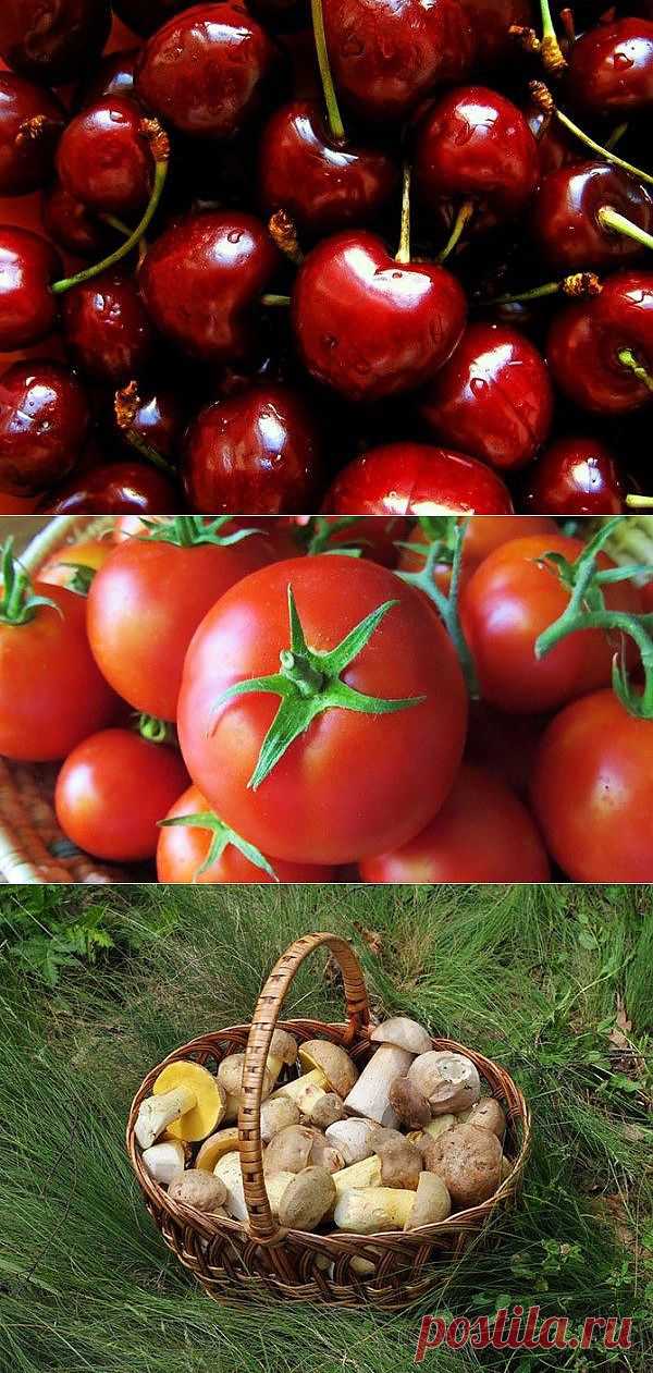 Список ядовитых продуктов | Самые популярные и самые вкусные рецепты с видео