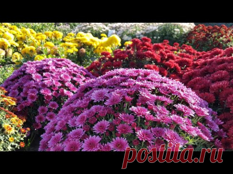 КАК УКРЫТЬ ХРИЗАНТЕМУ МУЛЬТИФЛОРА НА ЗИМУ.