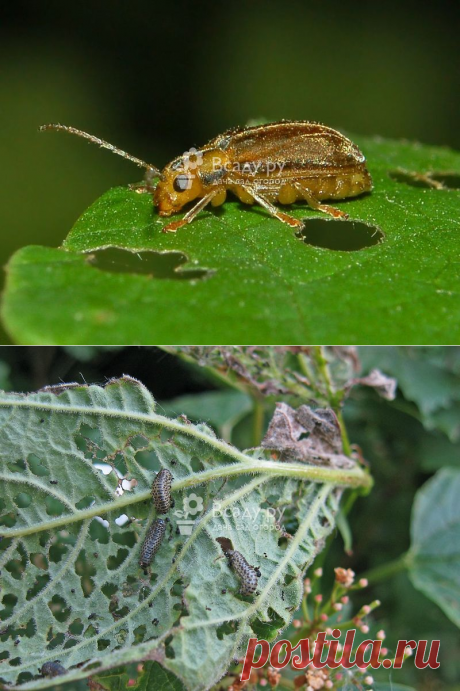 Калиновый листоед. Описание вредителя. Методы борьбы и профилактики.