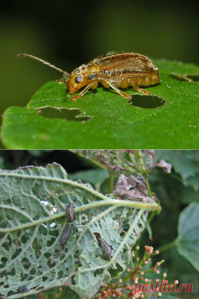 Калиновый листоед. Описание вредителя. Методы борьбы и профилактики.