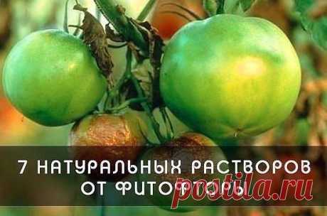 Как избавить томаты от злостного недуга - Садоводка