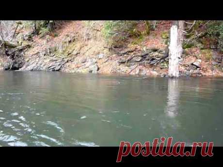 Landing 31.5" Steelhead trout on the Trinity River
