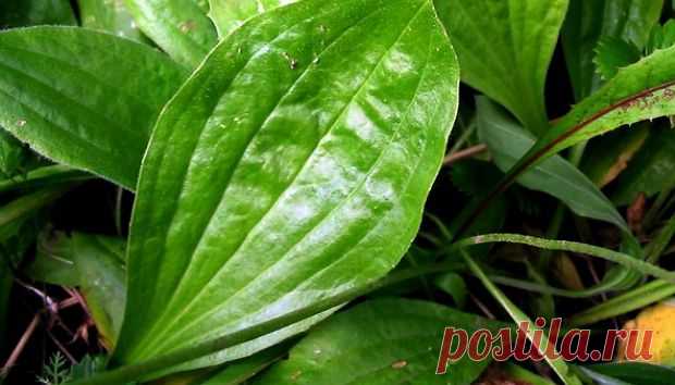 Проблемная кожа лица:Herb-Еco
Маска из подорожника - собрать свежие листья подорожника вдали от автомагистралей и заводов, промыть под струёй проточной воды, просушить от влаги, измельчить ножом или в блендере, наложить полученную зелёную массу на лицо, ополоснуть теплой водой
