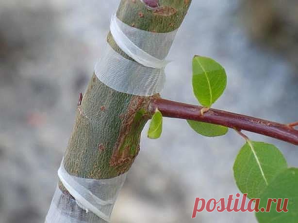 Одноклассники