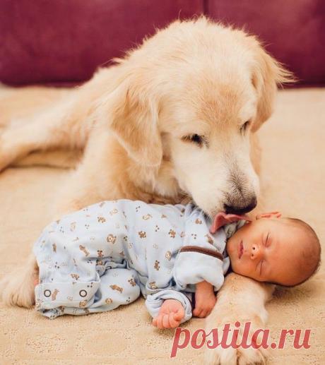 Животные-няньки...
