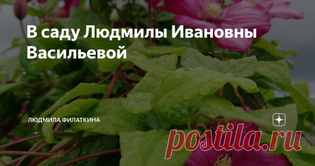 В саду Людмилы Ивановны Васильевой В садовом кооперативе участок  Людмилы Ивановны Васильевой с дороги не сильно заметен: забор и разросшиеся у входа растения заслоняют общую картину. Стоит лишь войти по приглашению хозяйки, видишь массу петуний, она выращивает петунии из семян, часто - собранных собственноручно с растений из сада, черенкует. А еще у нее  роскошные клематисы, различные диковинки.
Людмила Ивановна Васильева,