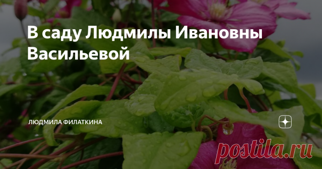 В саду Людмилы Ивановны Васильевой В садовом кооперативе участок  Людмилы Ивановны Васильевой с дороги не сильно заметен: забор и разросшиеся у входа растения заслоняют общую картину. Стоит лишь войти по приглашению хозяйки, видишь массу петуний, она выращивает петунии из семян, часто - собранных собственноручно с растений из сада, черенкует. А еще у нее  роскошные клематисы, различные диковинки.
Людмила Ивановна Васильева,