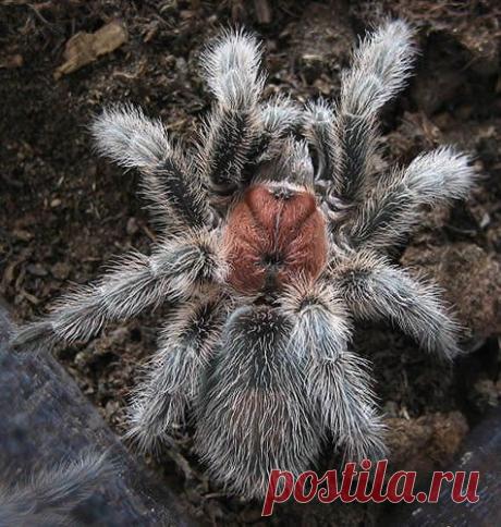 пауки