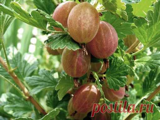 Профилактика – лучший способ защиты от болезней крыжовника