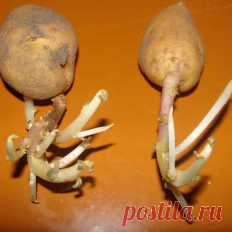 Для чего пророщенный картофель сажают ростками вниз?