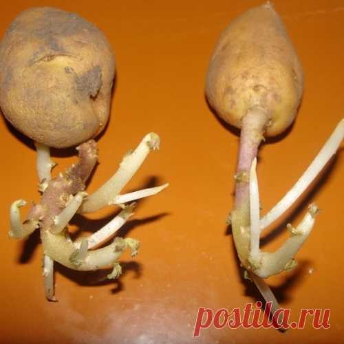 Для чего пророщенный картофель сажают ростками вниз?