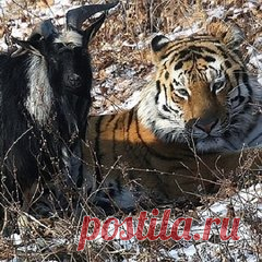Тигр Амур и козел Тимур переждали снежную бурю в одном убежище (140): Яндекс.Новости