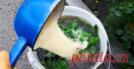 Не вношу в огород никакой химии и пестицидов: готовлю "волшебный" раствор, которым поливаю все растения, и наслаждаюсь урожаем