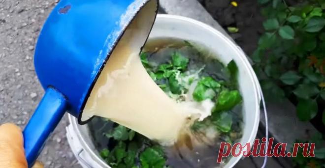 Не вношу в огород никакой химии и пестицидов: готовлю 