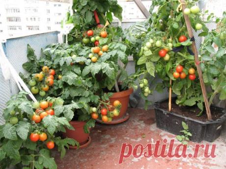 Огород на балконе. 20 вкусных идей для домашней грядки – В РИТМІ ЖИТТЯ