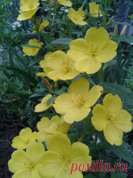 Энотера – «королева ночи»

Энотера или Ослинник – многочисленный род семейства Кипрейные, с шелковыми белыми, розовыми, чаще желтыми и реже голубыми цветками. Раскрываются они ближе к вечеру Всего за несколько секунд куст покрывается яркими цветками, будто горящими в темноте. За эту особенность энотеру часто называют “ночной свечей” или “королевой ночи”.