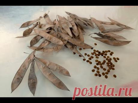 Церцис, Багрянник, Иудино дерево. Как выглядят семена? | Cercis