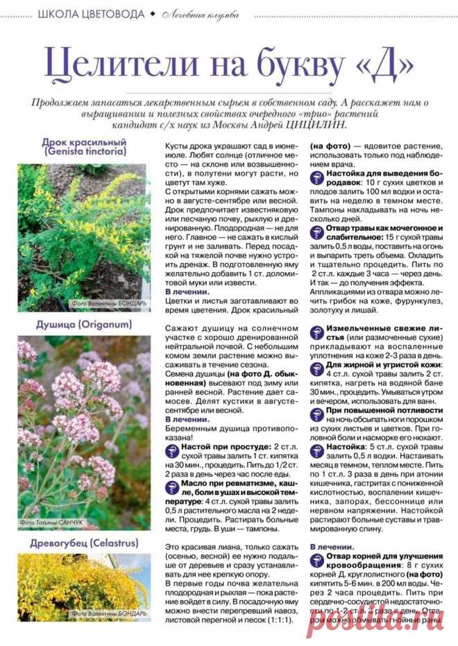 Дрок красильный. Душица. Древогубец