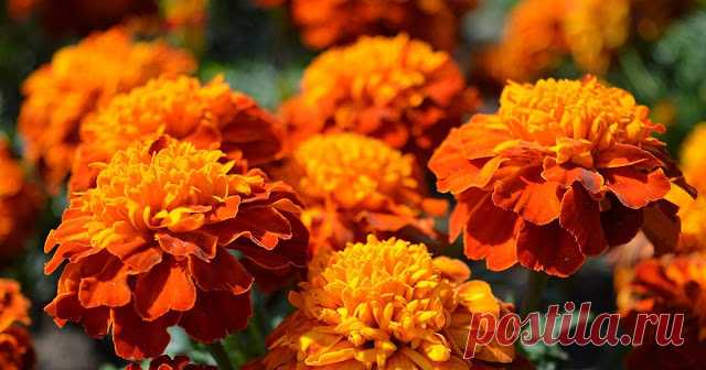 Новости - МирТесен