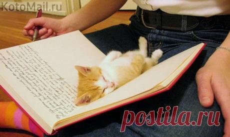 Спящая закладка...