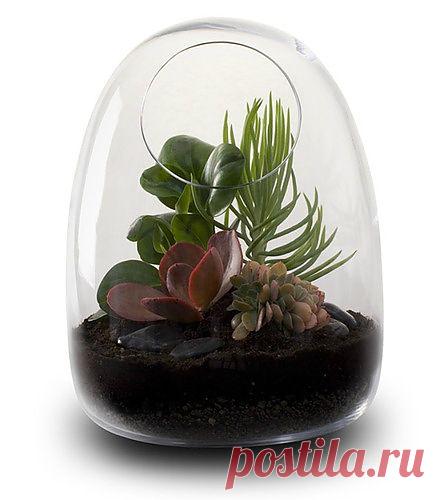 Террариум: минисад для квартиры