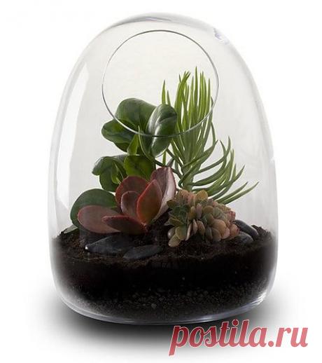 Террариум: минисад для квартиры