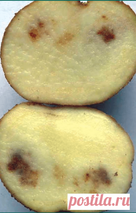 Железистая пятнистость клубней - описание, симптомы и меры защиты