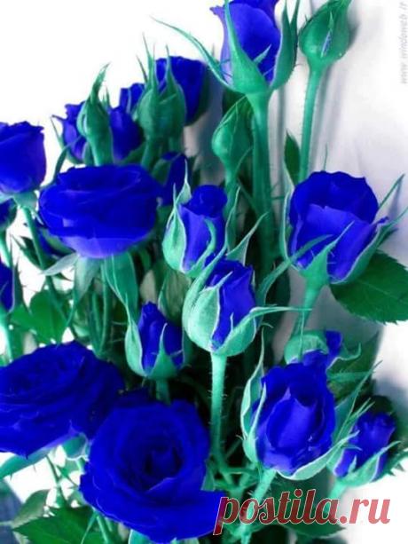 ПРЕКРАСНЫЕ РОЗЫ ДЛЯ ДРУЗЕЙ!