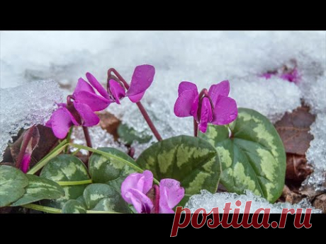 Каким растениям нужна холодная зимовка.