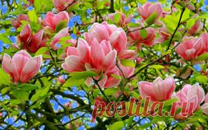 Язык цветов очень красив и романтичен. Люди наделили каждый из них собственным посланием, чтобы говорить друг с другом без слов. Но на карнавале у цветов есть возможность сказать во всеуслышание то, на что в букетах они только намекают. Это стихотворение-визитка поможет представить и защитить перед жюри и зрителями образ магнолии.