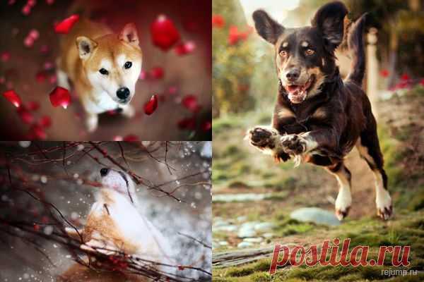 Милые собаки | Уши, лапы, хвост