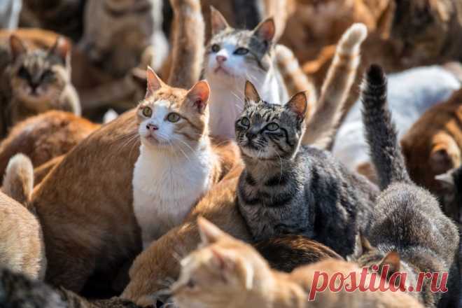 Кошачий рай: остров кошек Аосима. ФОТО