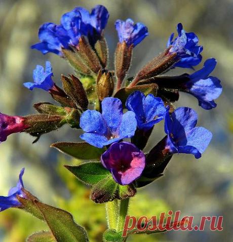 Тараторка — «медовая сладость» на Яндекс.Фотках