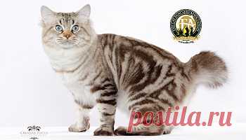 cfa cats - Поиск в Google