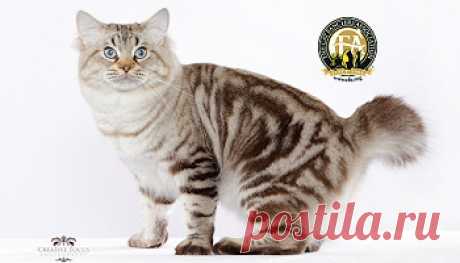 cfa cats - Поиск в Google