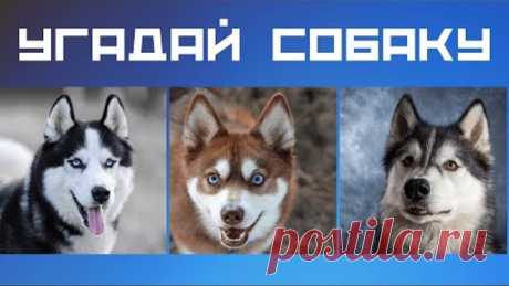 Тест про собак 🌞 Угадай собаку по фото 🙀 Увлекательный тест про животных