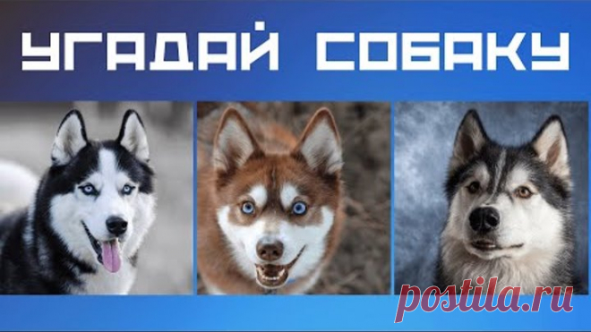 Тест про собак 🌞 Угадай собаку по фото 🙀 Увлекательный тест про животных