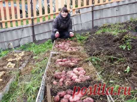 Подливаю картофель простым деревенским удобрением, которое можно легко сделать самому. С ним картошка вырастает по-настоящему эталонной | Огород на даче | Дзен
