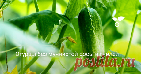 Для богатого урожая огурцов необходимо четко соблюдать ряд агротехнических приемов, одним из которых является защита от грибных болезней.