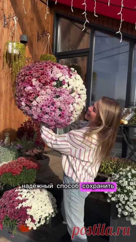 Надежный способ сохранить хризантему мультифлору до весны 👌