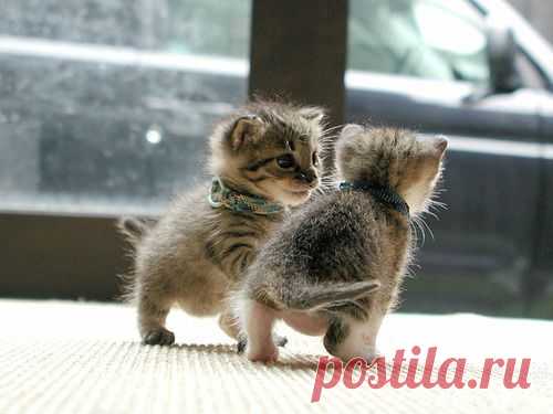together | Kitty Cat