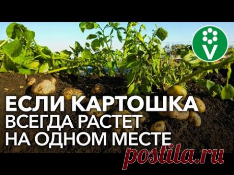 САЖАТЬ КАРТОФЕЛЬ ПОСЛЕ КАРТОФЕЛЯ можно только при выполнении этих условий!