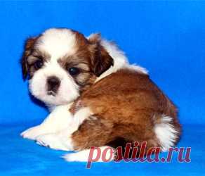 Щенки ши-тцу - Купить щенка ши-тцу Москва - Питомник ши-тцу Москва - щенки ши-тцу