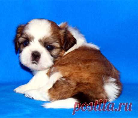 Щенки ши-тцу - Купить щенка ши-тцу Москва - Питомник ши-тцу Москва - щенки ши-тцу