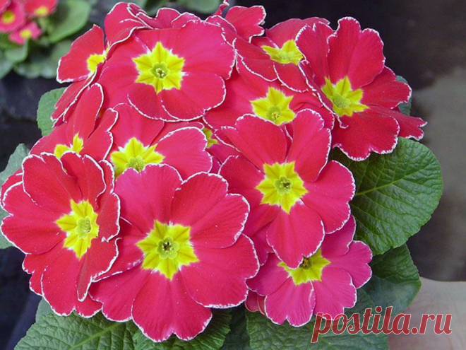 Особенности домашнего ухода за примулой — Сад на подоконнике